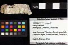 Foto (Objket + Etiketten) von Decapoda indet. 